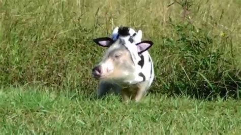 Alle minischweine haben die selben bedürfnisse wie jedes andere schwein auch. Teacup Pig in Her Cow Costume! - YouTube