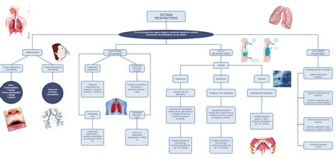 Mapa Conceptual Sistema Respiratorio Vrogue