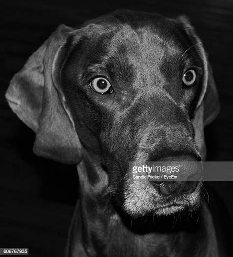 Shocked Dog Face Photos And Premium High Res Pictures Getty Images