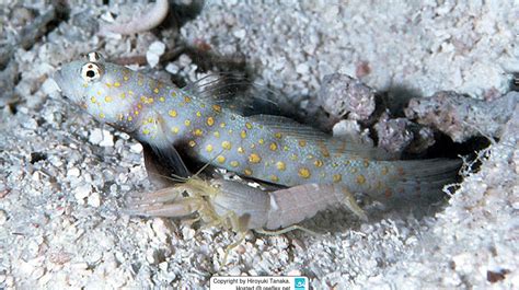 Amblyeleotris Guttata Black Chest Shrimp Goby Black Chest Shrimp Goby