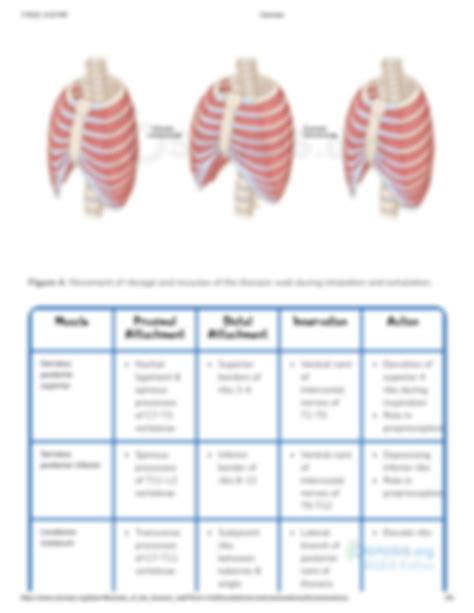 Solution Muscles Of The Thoracic Wall Osmosis Prime Studypool