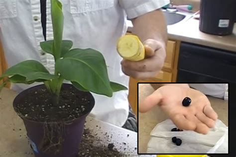 Wow You Can Grow A Banana Tree At Home From A Seed Harvest Bananas In