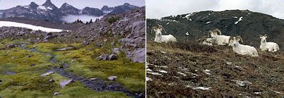 The tundra biome