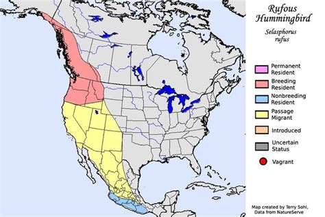 Rufous Hummingbird Species Range Map Hummingbird Migration Species