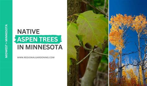 3 Native Aspen Trees In Minnesota Pictures And Identification