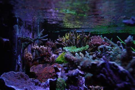 How To Acclimate Coral In A Reef Tank Step By Step Guide Home