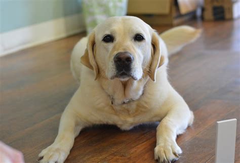 The most effective ways to potty train a. Man's best friend: Do dogs prefer your praise or food?