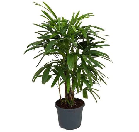 15 Types Of Palm Plants To Grow Indoors Indoor Gardening