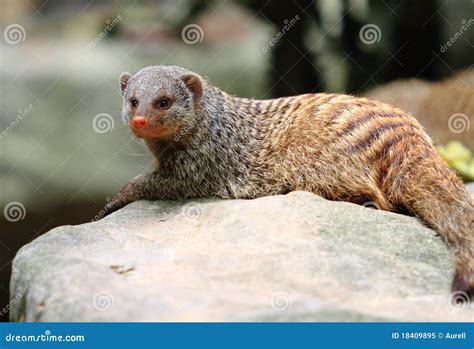 Banded Mongoose Stock Image Image Of Cute Small Hair 18409895