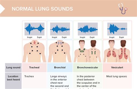 Adventitious Lung Sounds Free Cheat Sheet Lecturio Nursing