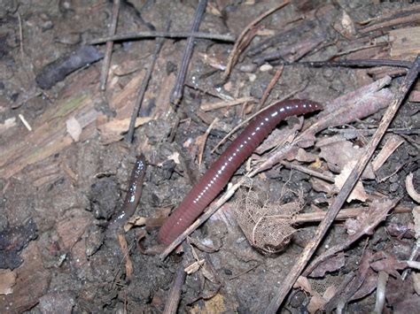 Earthworms Lumbricina Nervous System