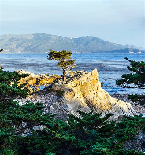 Lone Cypress Tree Stock Photos Pictures And Royalty Free Images Istock