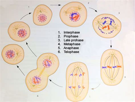 What Is The First Stage Of Mitosis Biology The Fundamental Unit Of Life