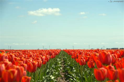 Field Of Red Tulips On Clear Blue Sky Hd Wallpaper Wallpaper Flare
