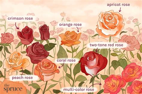 15 Types Of Roses For Your Garden