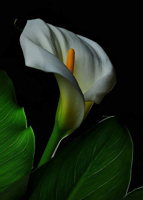 Maybe you would like to learn more about one of these? Calla Lilly - Another Look | Calla lily, Calla lillies ...