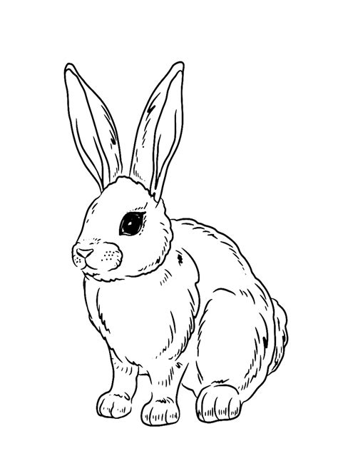 Realistic Rabbit Coloring Page Free Printable Coloring Pages