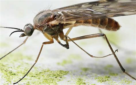 Get rid of gnats in your house with. How to get rid of gnats naturally - Punch Newspapers