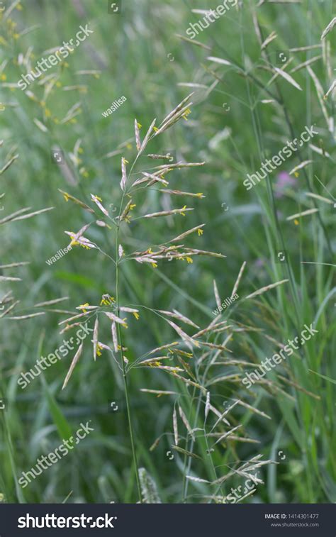 Summer Background Meadow Grass Meadow Fescue Stock Photo 1414301477