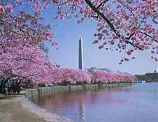 Image result for cherry blossom trees were planted in Washington, DC. The trees were a gift from Japan.
