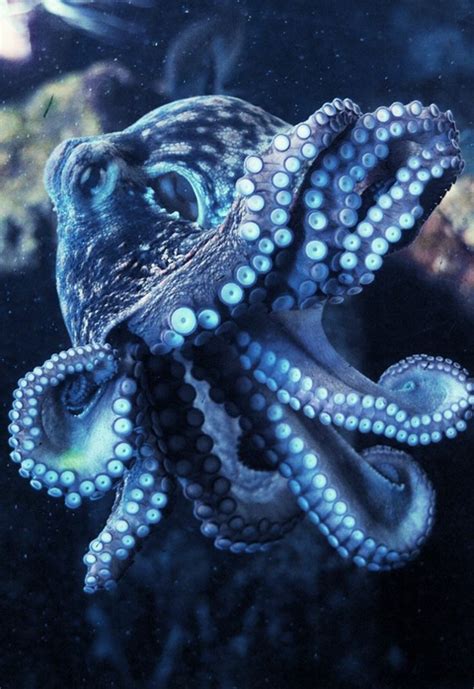 Blue Octopus Aesthetic Beautiful Sea Creatures Ocean Creatures