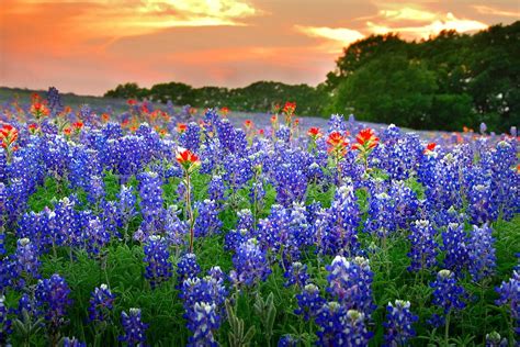 Texas Bluebonnets Springtime Sunset Vista Paintbrush Original
