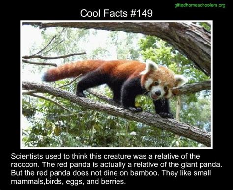 40 Best Red Panda Images On Pinterest Red Pandas Baby Animals And