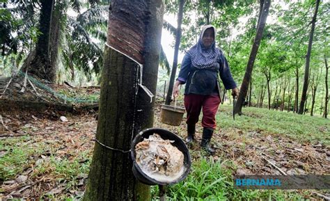 Pekebun kecil yang pasangan mereka (suami atau isteri) telah diberi bantuan tidak layak lagi memohon untuk bantuan walaupun mereka memiliki kebun getah atau kelapa sawit sendiri. Lebih RM37 Juta Bantuan Musim Tengkujuh Untuk Pekebun ...