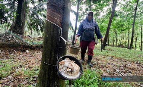 Melalui program ini, pekebun kecil dijangka bakal memperolehi pendapatan bulanan sebanyak rm 4,000 sebulan menjelang tahun 2020. Lebih RM37 Juta Bantuan Musim Tengkujuh Untuk Pekebun ...