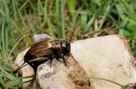 Croquez ou cuisinez nos grillons ! Faune : sommaire