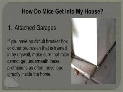 Gutters and waterspouts rodents get access to your roof through these external. How do mice get into my home? - YouTube