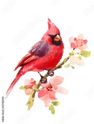 Cardinal Red Bird On A Branch With Flowers Watercolor Hand Drawn Summer