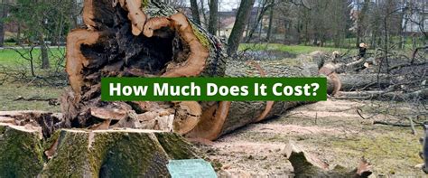 The size of your bushes, how many bushes you have, and other factors can affect the overall price. How Much Does Tree Service Cost?