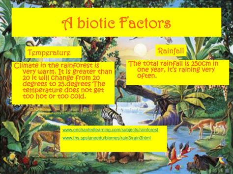 Ppt The Tropical Rainforest Powerpoint Presentation Free Download