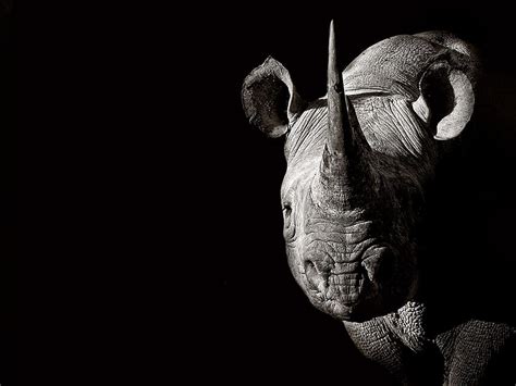 3840x2160px 4k Free Download Rhino Animal Hd Wallpaper Pxfuel