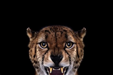 Amazing Studio Portraits Of Wild Animals By Brad Wilson Freeyork