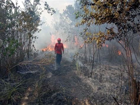 16 januari 2010, hari minggu biasa ii (h). Polda Jambi Tangani 14 Kasus Karhutla Sejak Januari 2021