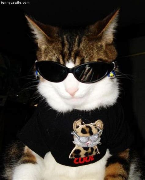Funny Cat With Sunglasses Meme Cat Mania