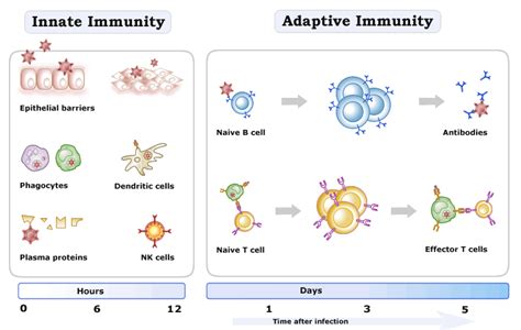 The Figure Below Shows Overview Of Innate And Adaptive Immune System