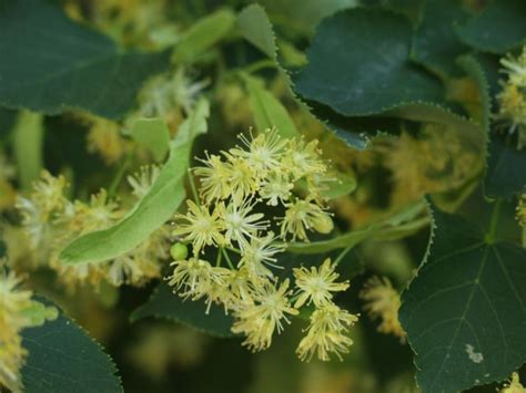 Tilia Cordata ‘greenspire