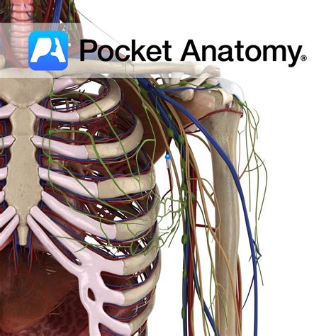 Ulna Ulnar Tuberosity Pocket Anatomy