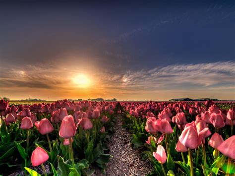 Sunset In A Field Of Tulips Hd Wallpaper Download