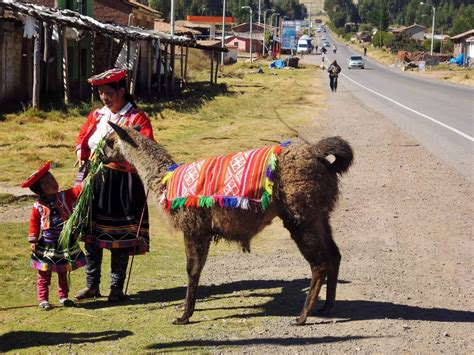 The camelids, as a family, include the new world camelids: Free Images : architecture, farm, agriculture, tourism ...