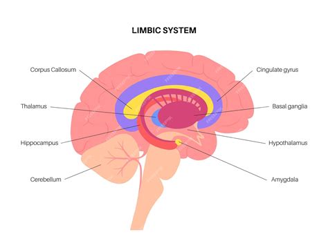 Premium Vector Limbic System Concept And Human Brain Anatomy