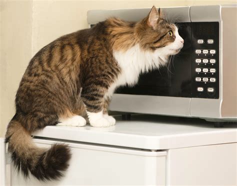 Video Of Cat Using The Microwave Has People In Awe Pet News