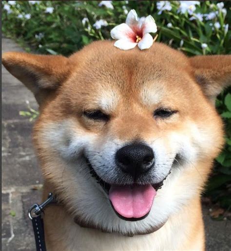 Shiba Inu Berry Loves To Be Beautiful Doge Shibe Razze Di Cani