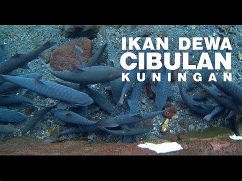 Bikin ngiler, daftar lengkap makanan khas jawa barat atau sunda yg unik dengan rasa paling enak. Ikan Dewa Cibulan - Ngeri! Obyek Wisata Kuningan Jawa Barat - YouTube