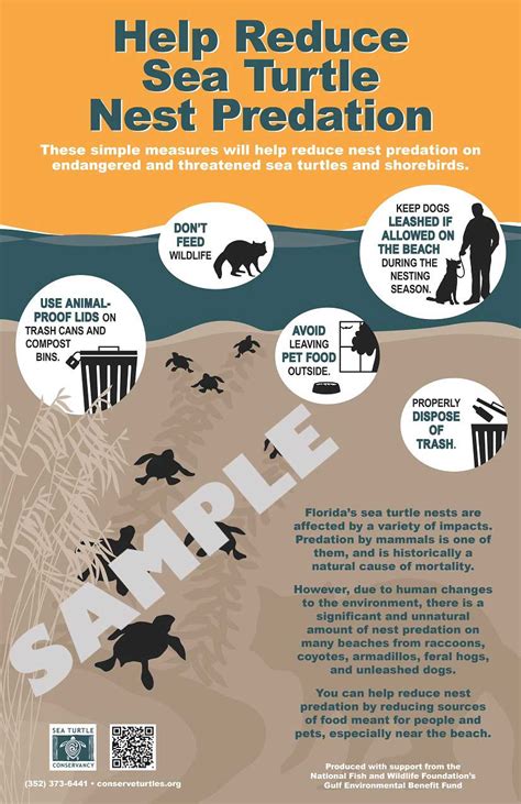 Information About Sea Turtles Threats From Predation Sea Turtle
