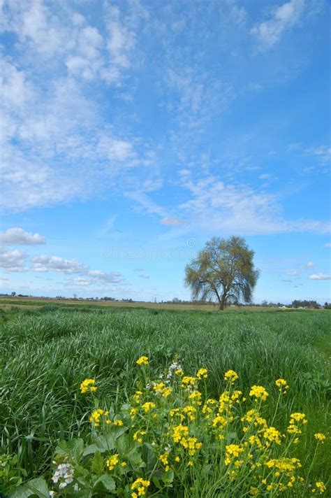 Springtime Landscape Stock Image Image Of Field Contry 676355