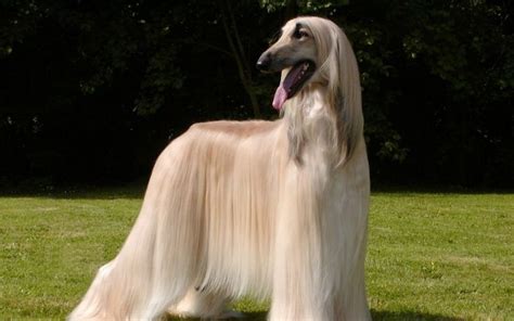 large dog breeds long hair hound dog breeds afghan hound long haired dogs